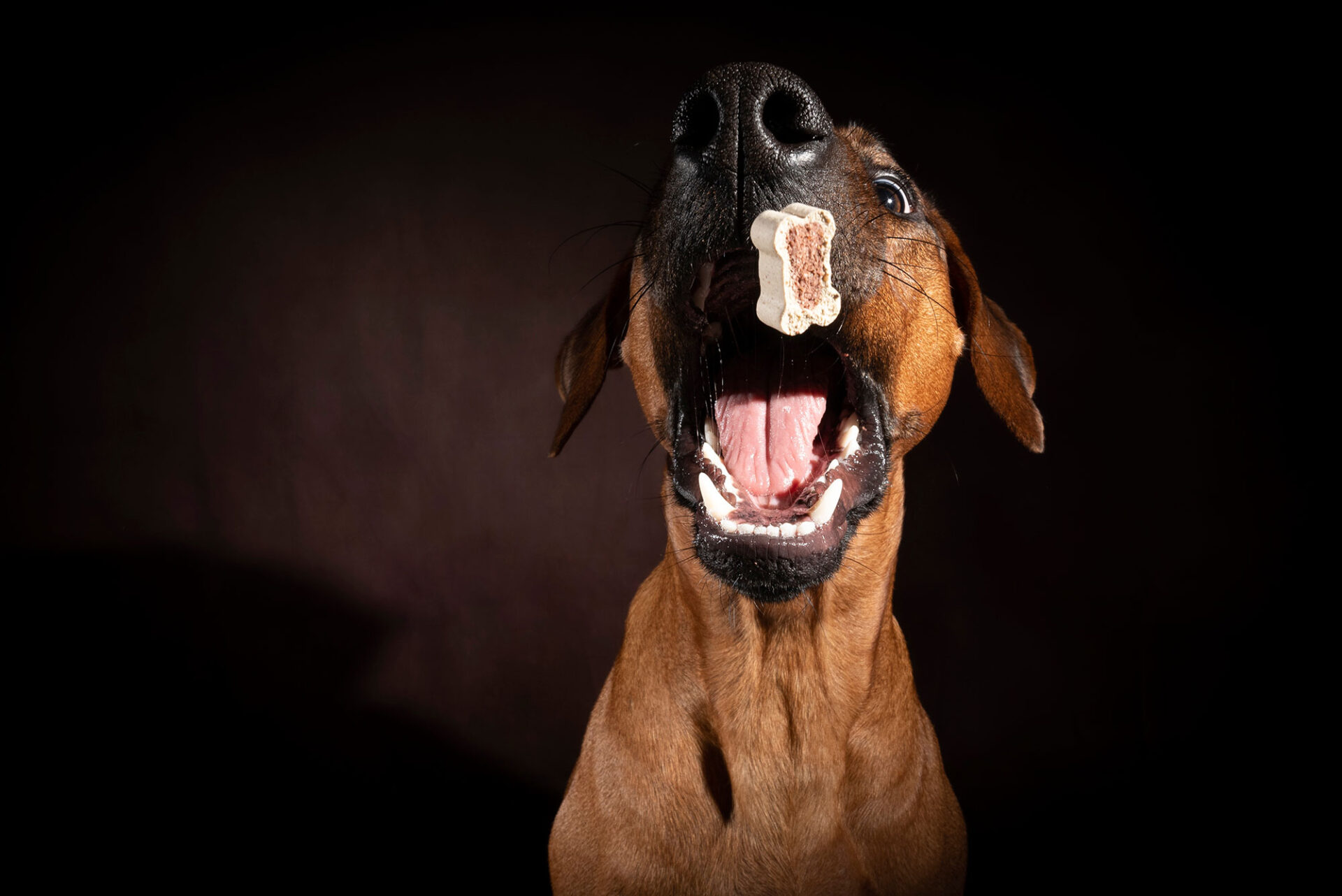 Hund Leckerli