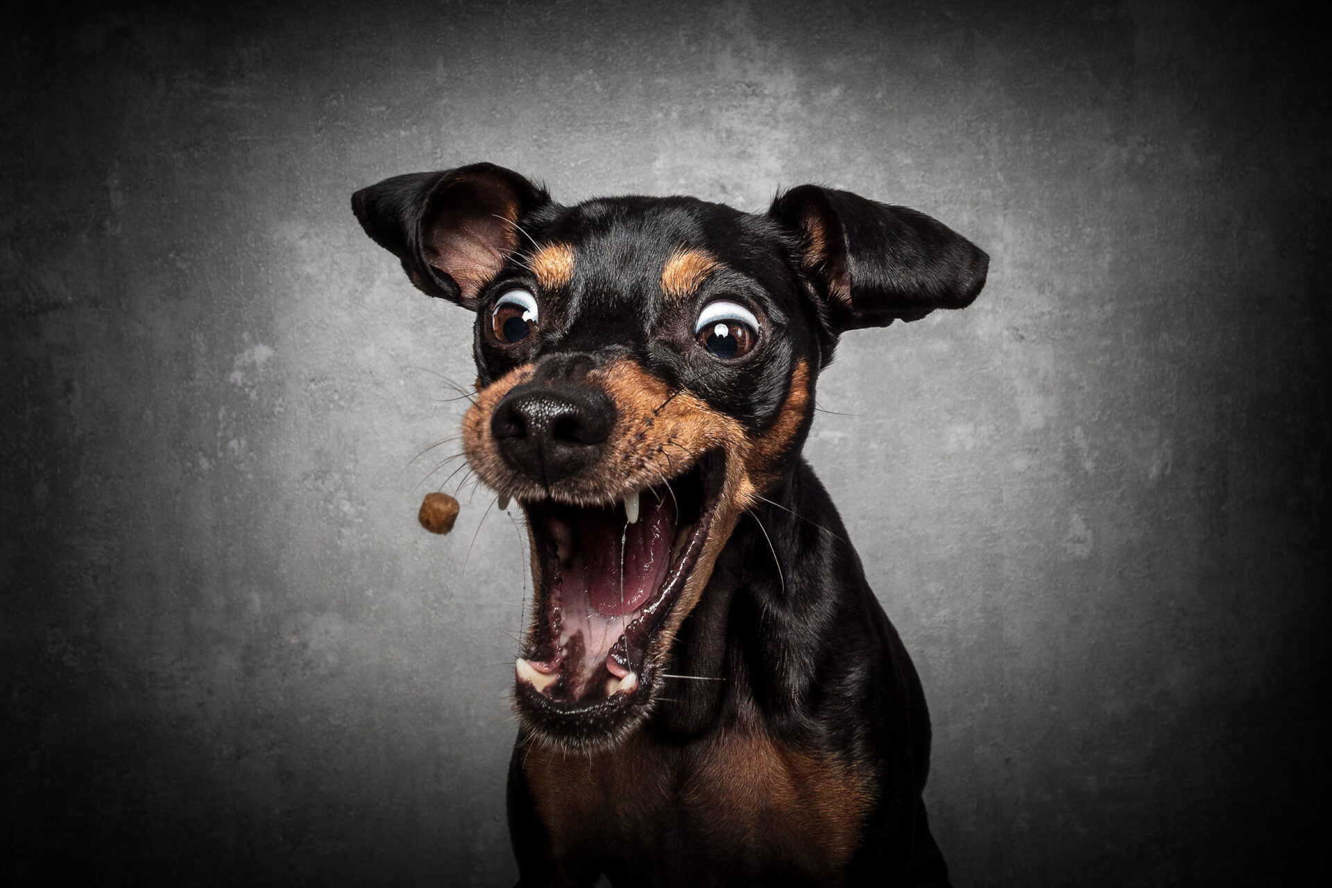 Hund Leckerli