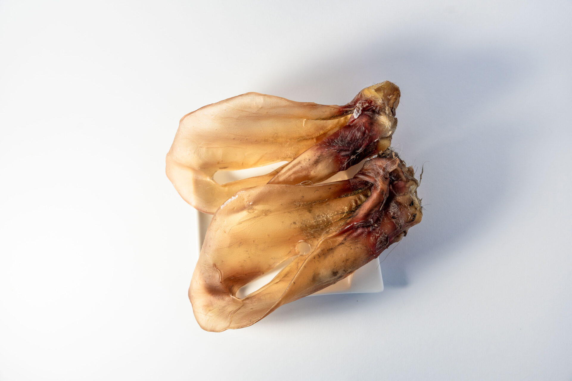 Rind Ohren mit Muschel